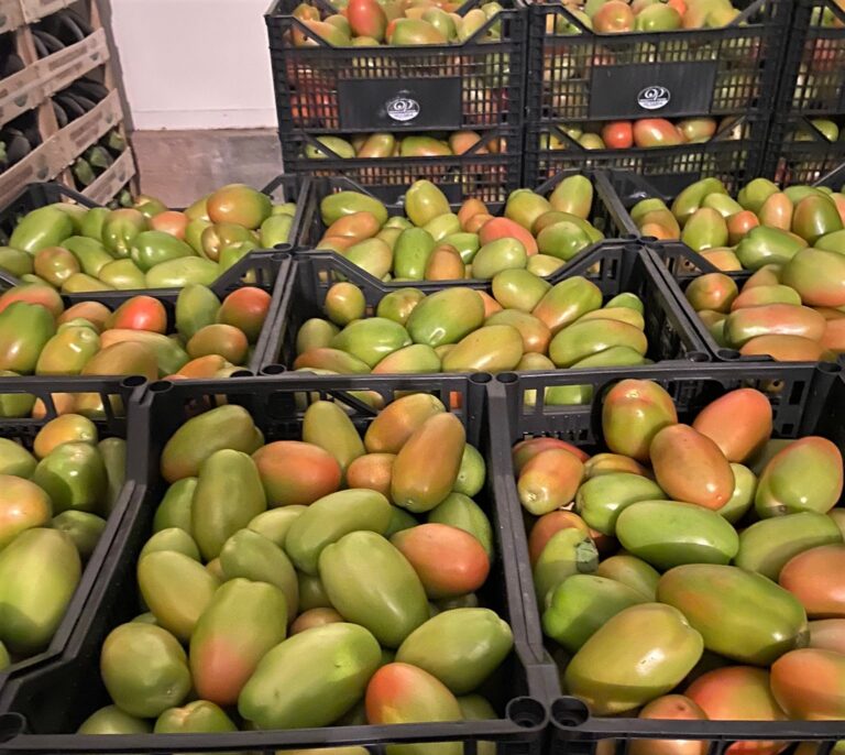 Pomodori. Verona, il mercato è saturo e i prezzi scendono in picchiata. Allarme Confagricoltura