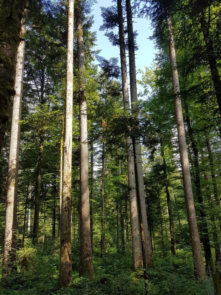 Progetto Pri.For.Man, il bosco digitale è più utile e sostenibile