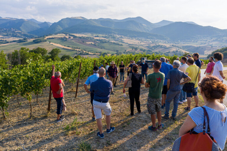 Migliorare la produzione di uve biologiche e ridurre l’impatto ambientale, soddisfacenti i primi risultati in vigna del progetto New Vineyard