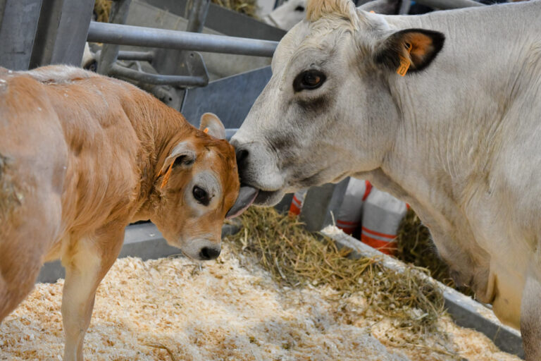 Fieragricola promuove economia circolare e sostenibilità in zootecnia. L’allevamento del futuro, fra robotica e benessere animale