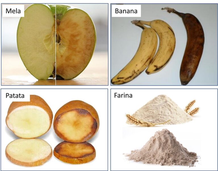 Frumento duro: l’evoluzione raccontata da una piccola famiglia di geni responsabili dell’imbrunimento della farina