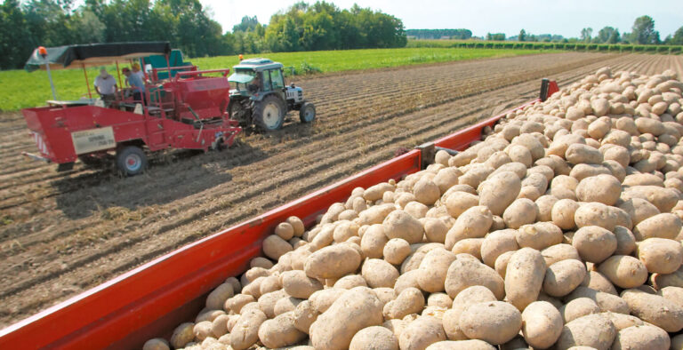 Patata Friuli Venezia Giulia, raccolto salvo e rotta sull’Igp