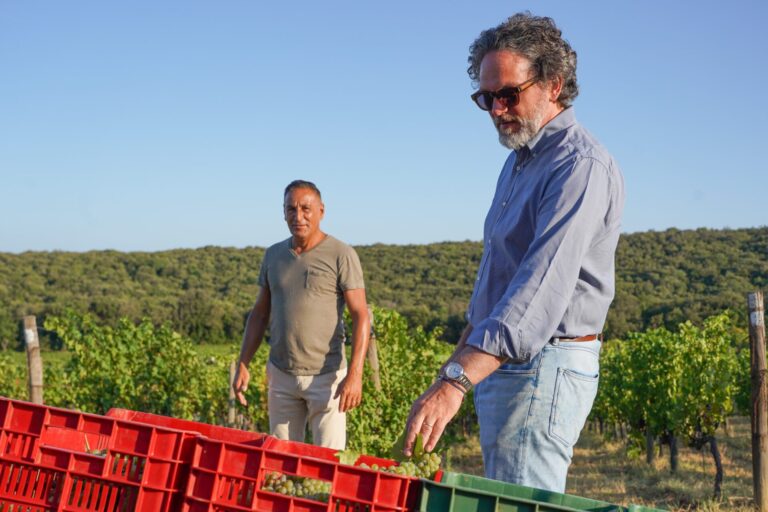 Bolgheri, via alla vendemmia a Ornellaia. Si prospetta un’annata ricca di stile e con una spiccata identità