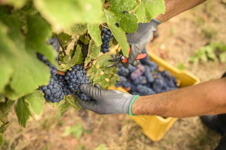 Vino e lavoro. Coldiretti: la vendemmia mette in moto occupazione filiera per 1,5 milioni di persone