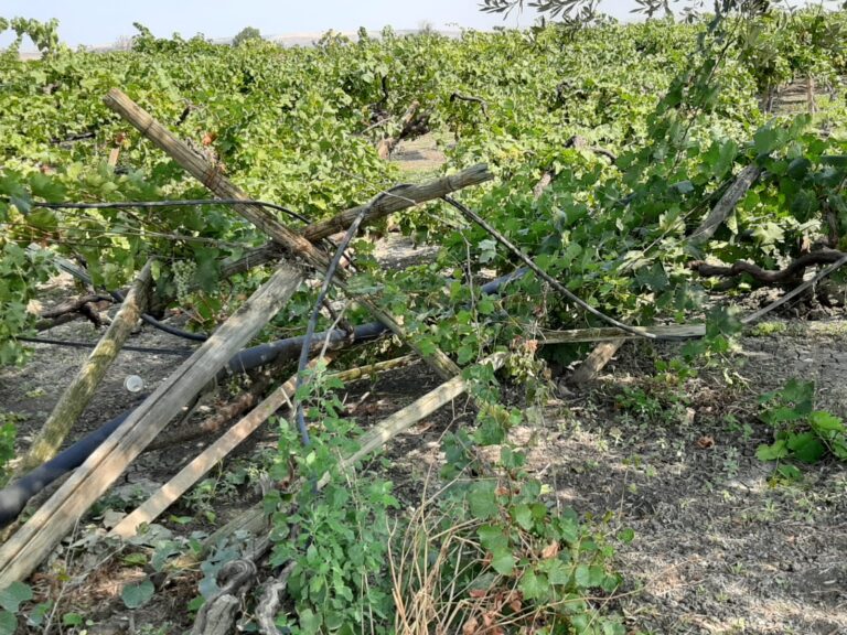 Puglia, distrutto un vigneto dalla criminalità. La disperazione degli agricoltori della Capitanata: Serve l’esercito