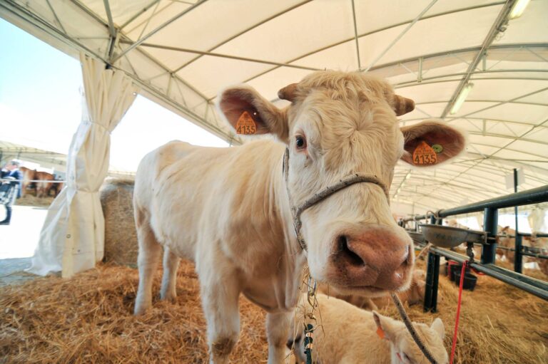 Agriumbria: dal 31 marzo al 2 aprile 2023 torna a Umbriafiere una delle fiere più antiche d’Italia