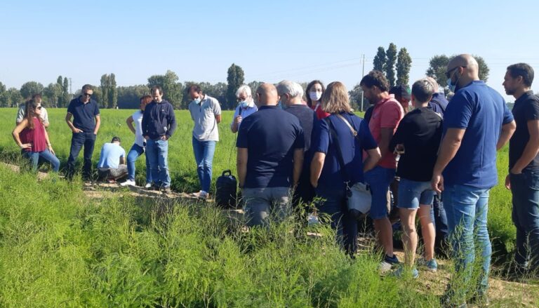 Coviro, visita in campo dove nascono le zampe di asparago