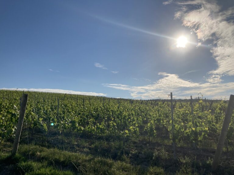 Toscana. La Regione autorizza 895 viticoltori all’impianto di 600 ettari di nuovi vigneti