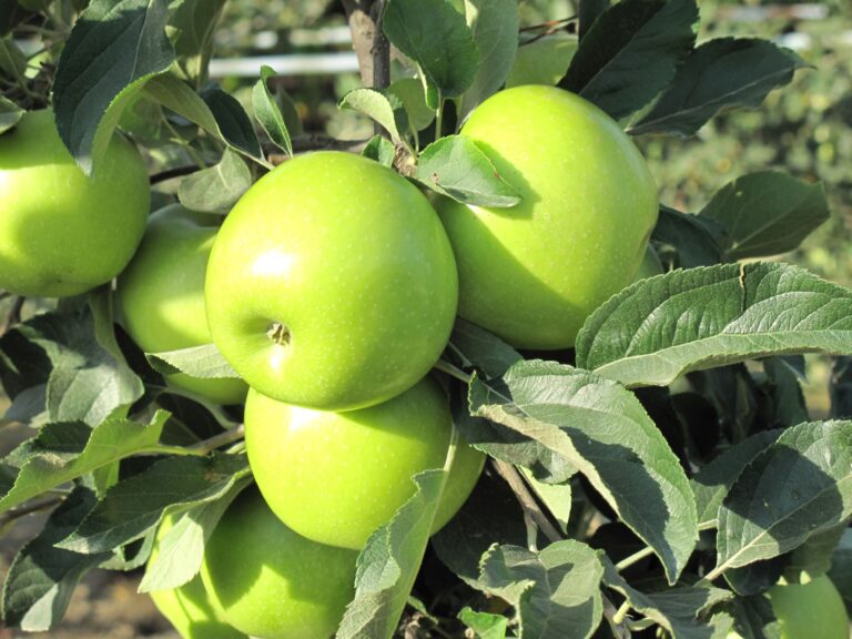 Tutte le nuove varietà di melo CIV in vetrina a Madrid Fruit Attraction