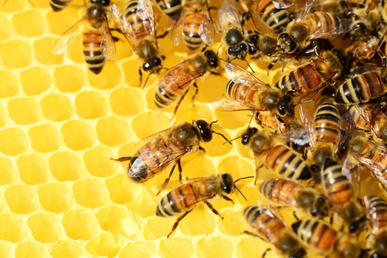 Apicoltura in Toscana, le azioni per contrastare le malattie e valorizzazione del settore. Convegno Cia Toscana