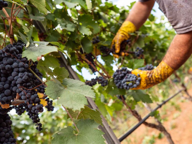 Primitivo di Manduria, vendemmia posticipata e ottima qualità