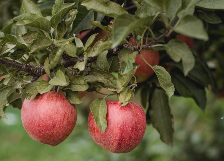 Macfrut: Cia, finanziare ricerca e investimenti su “difesa attiva” ortofrutta.  Ridurre del 40% effetti calamità