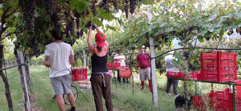 Vendemmia.  Agribi Verona, in Veneto mancano braccianti, servono almeno 200 lavoratori