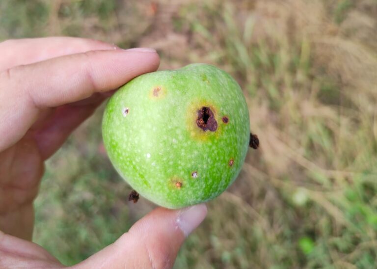 Frutta nel Veronese, annata da dimenticare per produzione e qualità. Clima, malattie e insetti dannosi le cause