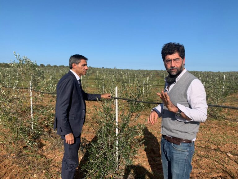 Xylella. Confagricoltura Puglia: senza altri 700 milioni si ferma la rigenerazione del Salento