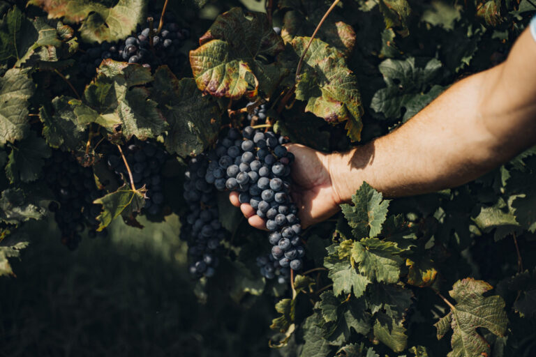 Vendemmia 2022 in anticipo. CREA: con siccità calo produzione, nei vigneti senza impianti irrigazione