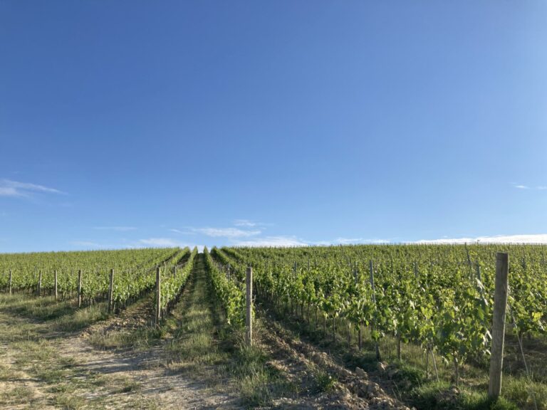 Siccità nel vigneto: istruzioni per l’uso. Il progetto Drive Life dell’Università di Piacenza