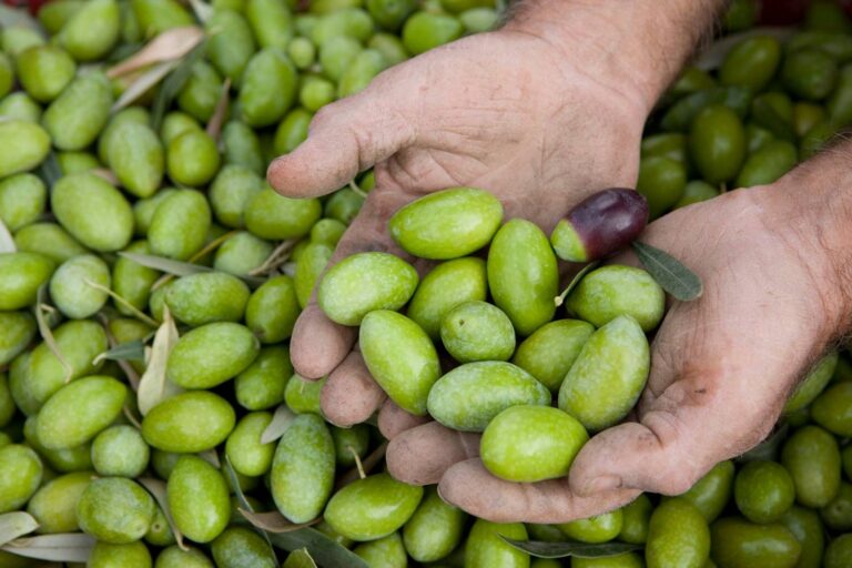 Olive pugliesi vendute altrove. Valorizzare biodiversità, qualità e certificazioni Dop per giusto prezzo ed evitare fuggi fuggi