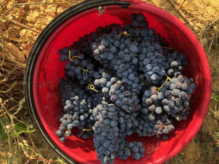 Vini Orcia Doc. Calo di produzione (15%) ma ottima qualità, ricca nei colori e negli aromi