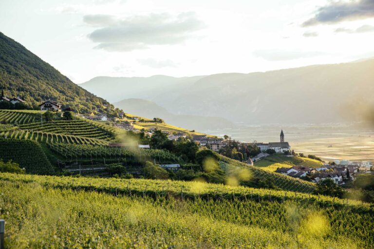 Vendemmia. In Alto-Adige al via la raccolta dei bianchi da spumante