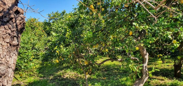 Agrumi. In Sicilia annata disastrosa per i raccolti dei limoni