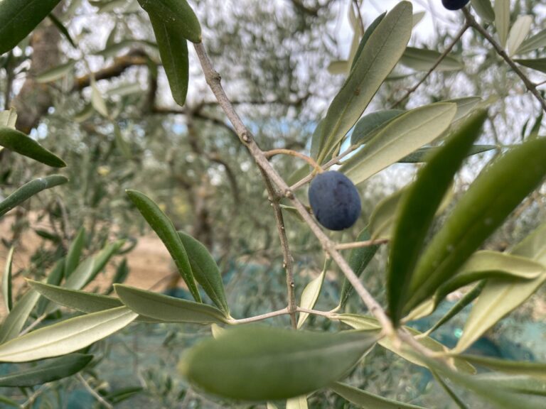 Olivo in Campo. A ottobre in Puglia arriva l’iniziativa dell’Informatore Agrario