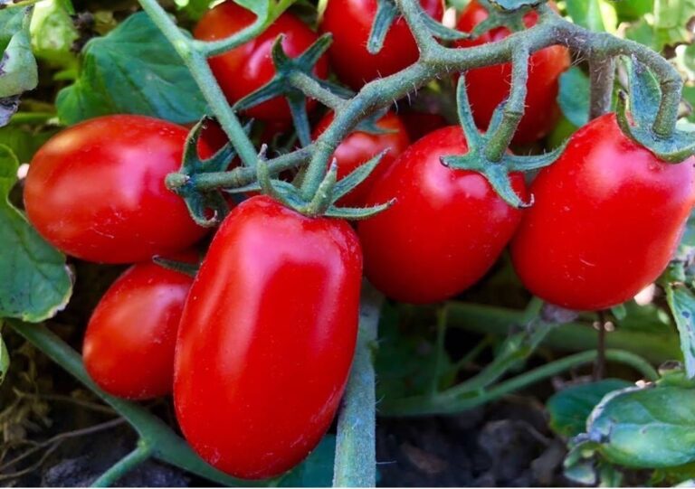 Pomodoro da industria. Al via la campagna 2023 tra costi alle stelle e consumi in calo. Stimata una produzione di 5,6 mln ton