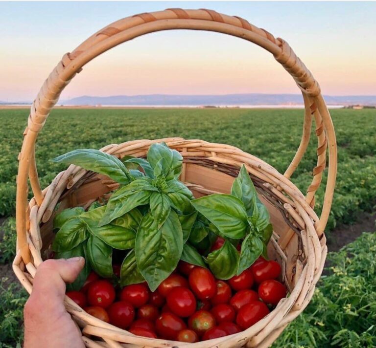 Pomodoro, ora basta. La protesta dei giovani produttori foggiani contro lo strapotere dell’industria