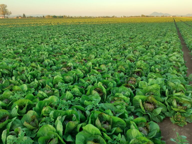 Radicchio pagato 10 centesimi, i produttori non lo raccolgono