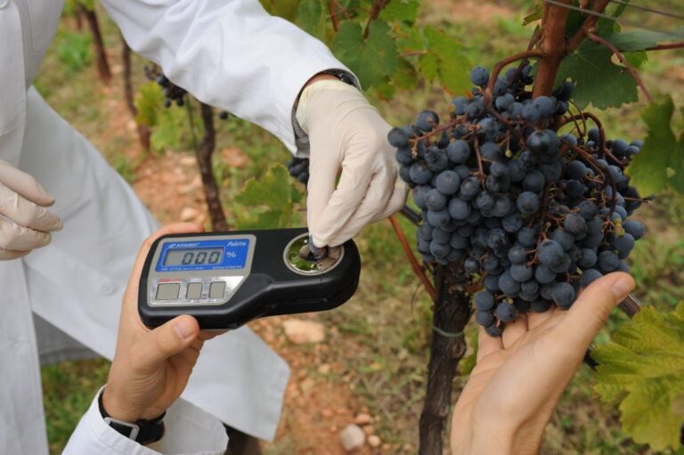 Fondazione Mach: Giornata tecnica della vite e del vino, il 14 dicembre. Focus su giallumi vite e Black rot