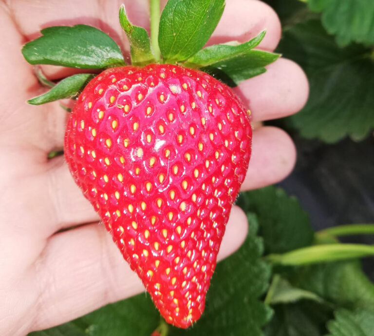 Fragole. Cleta e Glorielle ampliano gamma varietà di Geoplant sui mercati