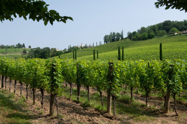 Viticoltura sostenibile: il 3 ottobre CREA e il progetto OENOMED per i vigneti del futuro