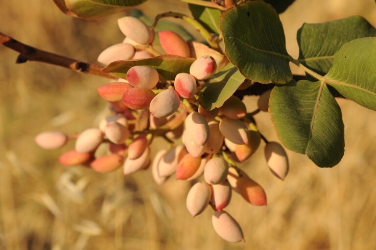 Frutta a guscio: 270 mila tonnellate la produzione di nocciole, mandorle, noci, castagne e pistacchi nel 2023