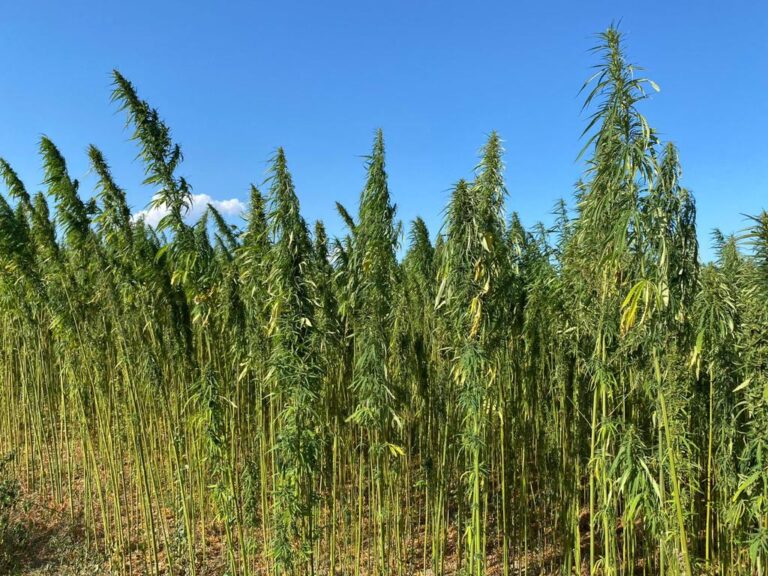 Seminativi. Dal campo alla farmacia: in Puglia testata la prima filiera della canapa per uso farmacologico