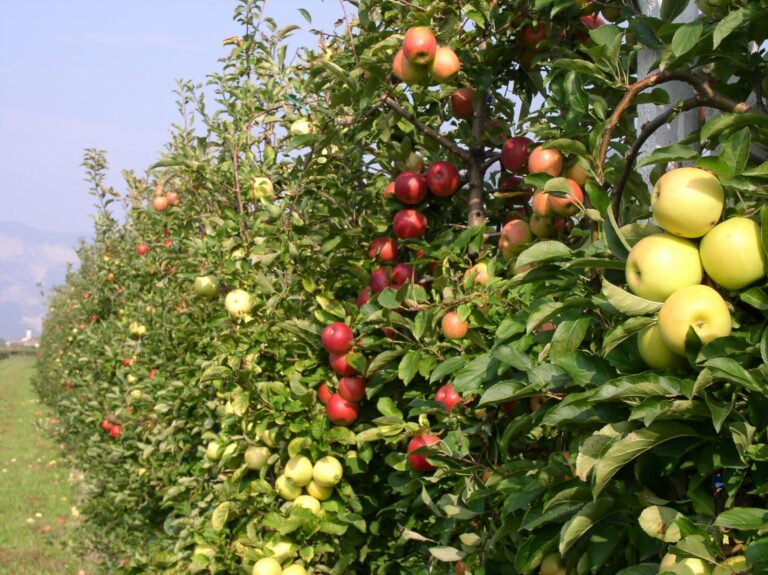 Una mostra di acquerelli botanici. Frutti Antichi. Un contributo alla salvaguardia del germoplasma