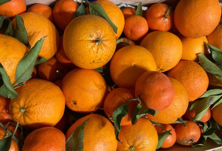 Ortofrutta. Arance di Puglia, la ricerca le premia ma il mercato penalizza i produttori