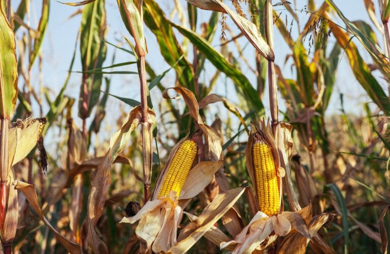 Genetica agraria. Perché le TEA non sono OGM: ecco le differenze da sapere