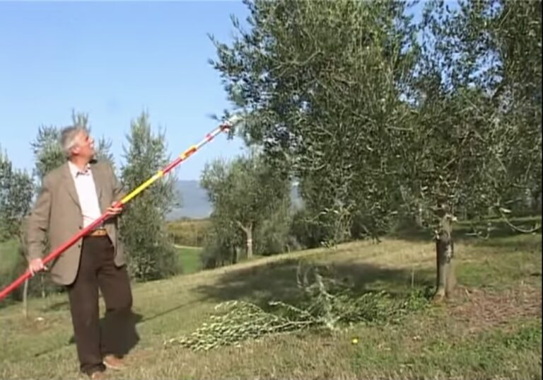 Potatura agevolata dell’olivo, video lezione del professor Giorgio Pannelli