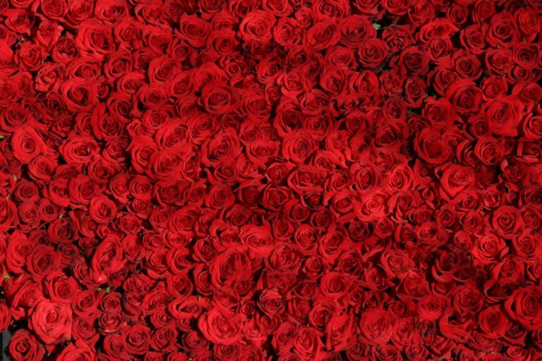 Per San Valentino rose gambo lungo a 8-10 euro e bouquet a 25. Giro d’affari, 80 milioni con 35 milioni di fiori venduti. Made in Italy +20%