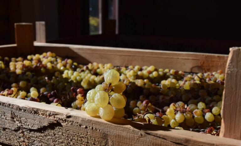 In Trentino a tutto Nosiola lungo la Strada del Vino e dei Sapori con decine di eventi