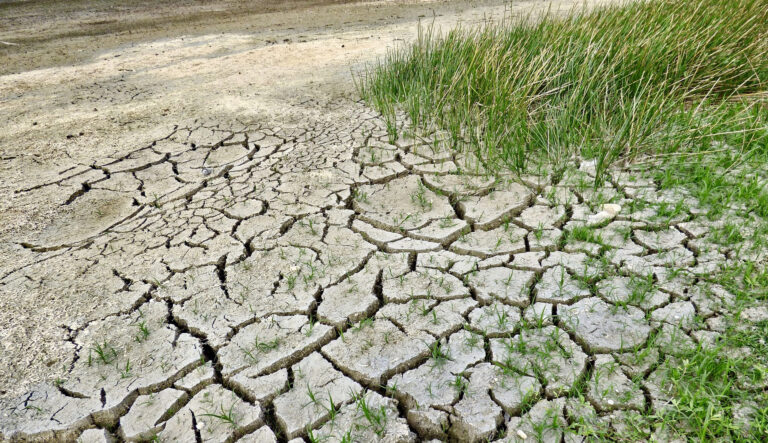 Siccità, il monitoraggio di Confagricoltura Taranto: gravi danni a frumento, agrumi, olivi, ortive e vigneti