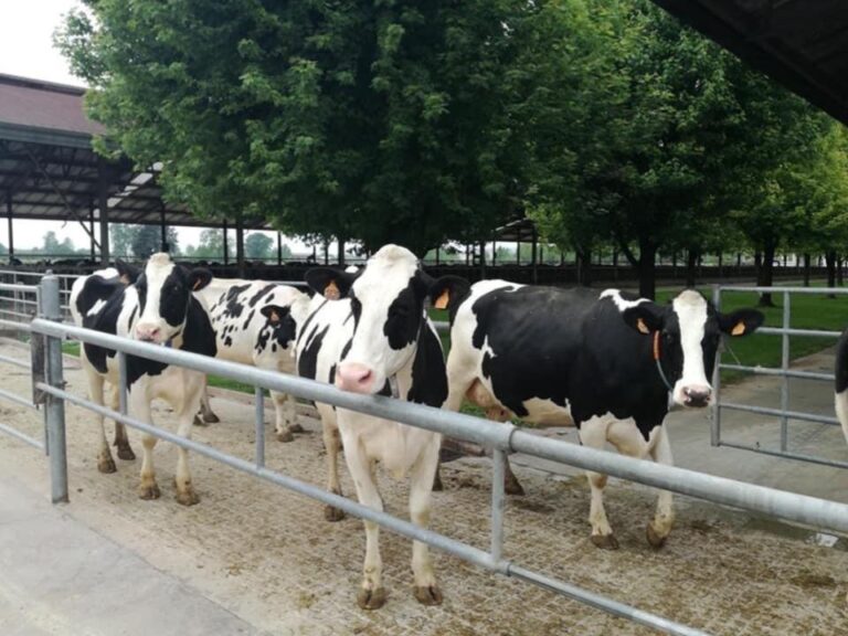 Zootecnia. Riduzione emissioni e migliore qualità degli allevamenti per il benessere animale. A Fieragricola il Cib presenta Farming for future