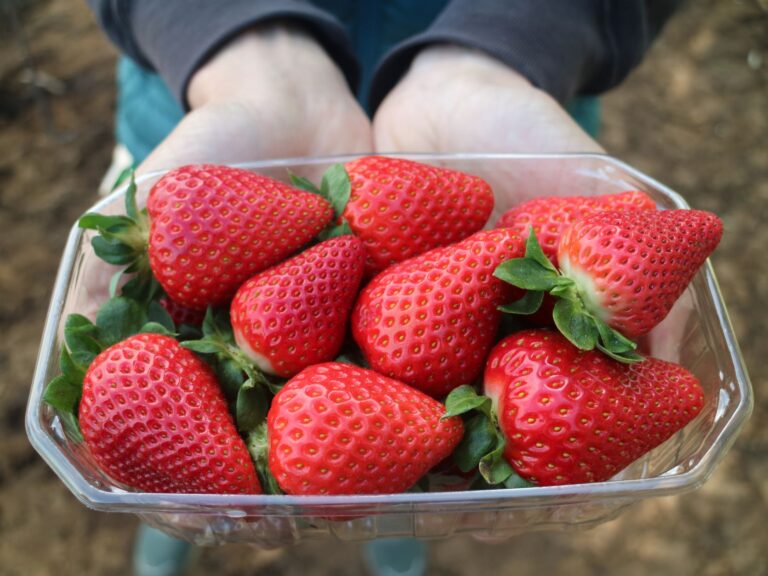 La fragola Flavia conquista i mercati. CIV triplica le superfici nel Metapontino