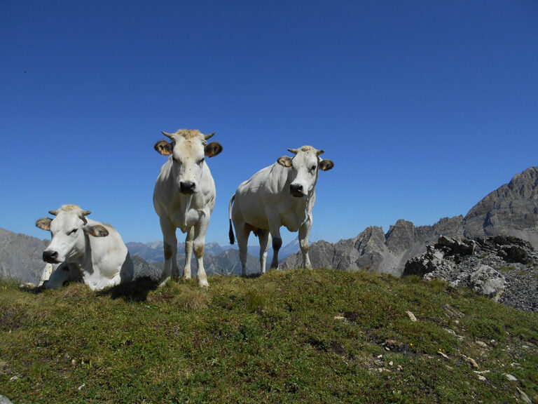 Siccità. Alpeggi a rischio in Piemonte. L’allarme di Uncem: così non si ripettano i tempi della Pac