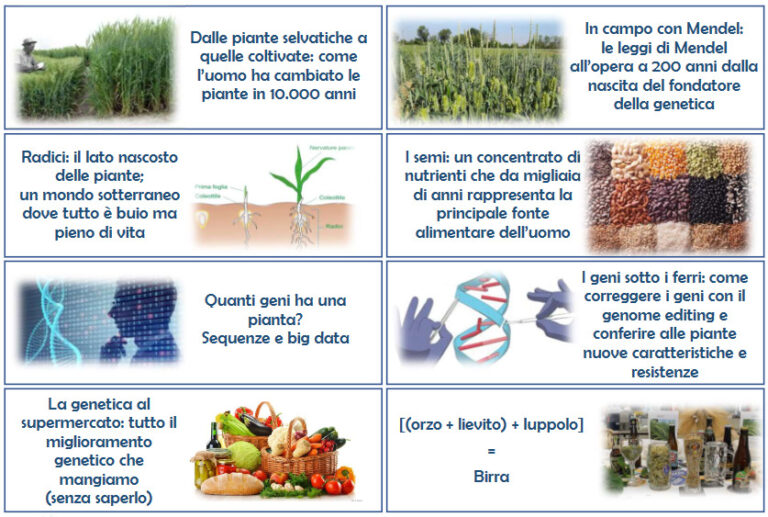 Sulle orme di Mendel: non c’è agricoltura senza genetica. Giornata divulgativa CREA il 17 maggio