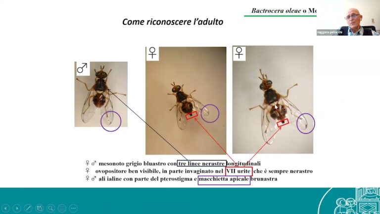 Il controllo della mosca e della tignola a difesa di qualità e sostenibilità. Webinar Italia Olivicola