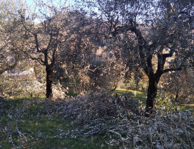 Potature olivi nel Gargano. Cia Capitanata: ‘Risolvere il problema dello smaltimento residui’