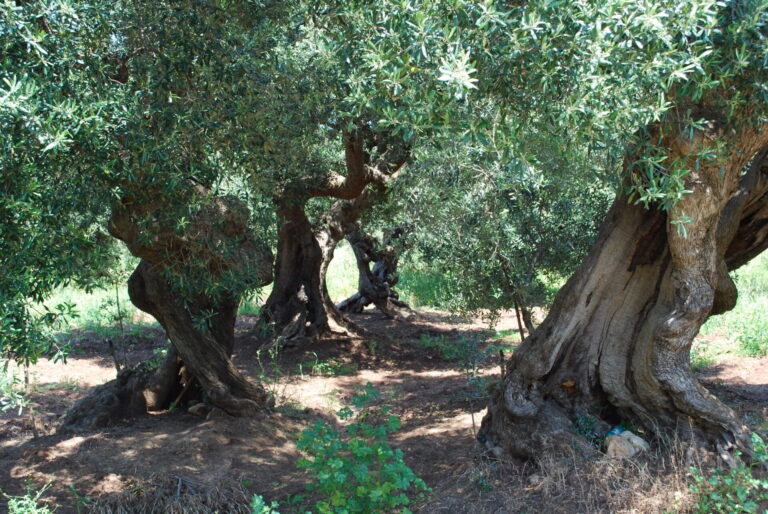 Olio. A Bari mobilitazione degli olivicoltori di Puglia contro la PAC e per salvare dalla Xylella