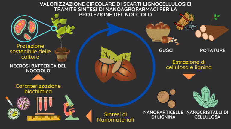 Sostenibilità. La difesa fitosanitaria passa dalle nanotecnologie applicate agli scarti agrari. I risultati ricerca Università della Tuscia