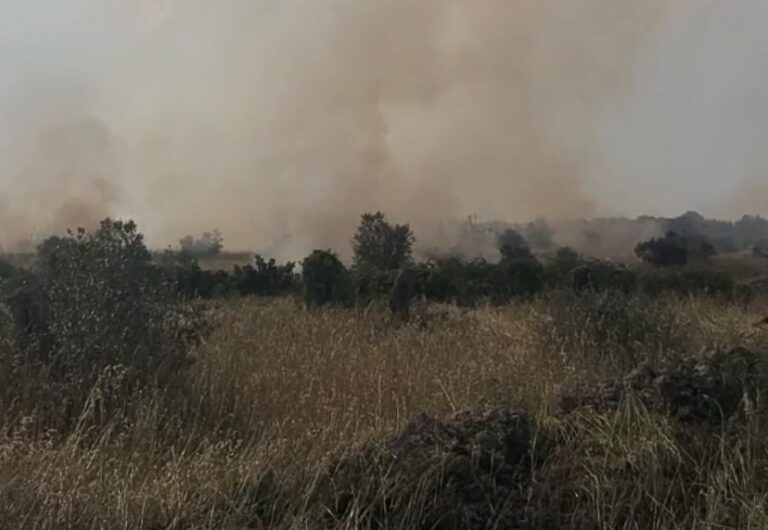 Xylella. In Puglia è di nuovo allarme incendi: Coldiretti segnala roghi nel leccese dovuti a ulivi secchi mai espiantati